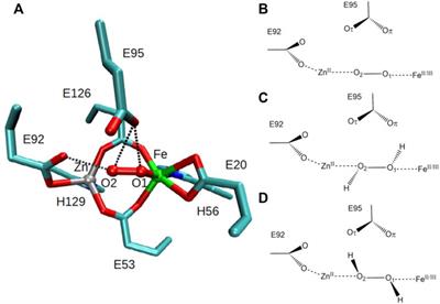 Structural and electronic properties of the active site of [ZnFe] SulE